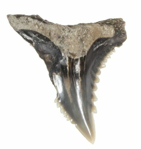 Fossil Hemipristis Shark Tooth - Maryland #42557